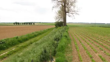 Biodiversité arbre isolé